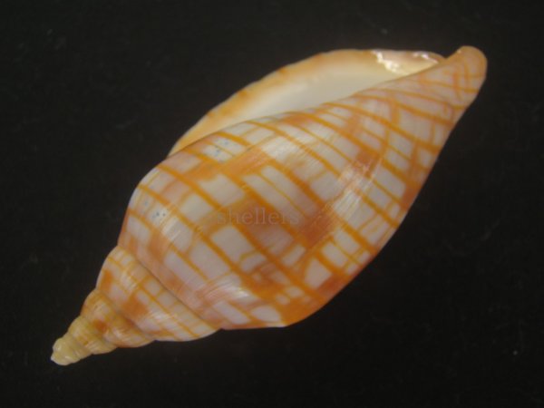 画像3: レンガマキキンスジボラ(Harpulina arausiaca) 難ありだけど美品 (3)