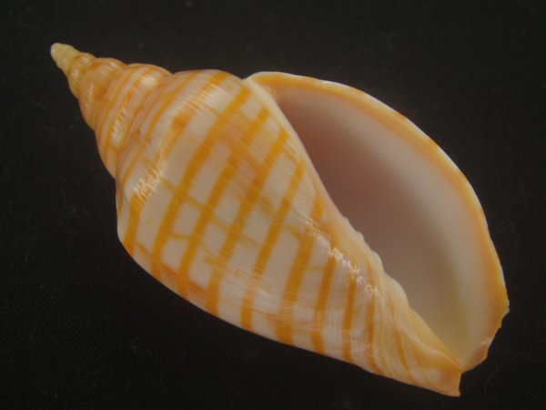 画像1: キンスジボラ(Harpulina arausiaca) (1)