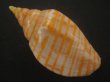 画像2: キンスジボラ(Harpulina arausiaca) (2)