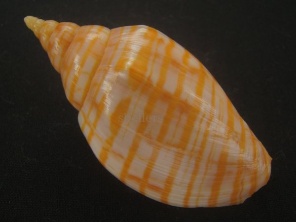 画像2: キンスジボラ(Harpulina arausiaca) (2)