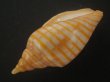 画像3: キンスジボラ(Harpulina arausiaca) (3)
