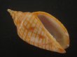 画像1: レンガマキキンスジボラ(Harpulina arausiaca) (1)