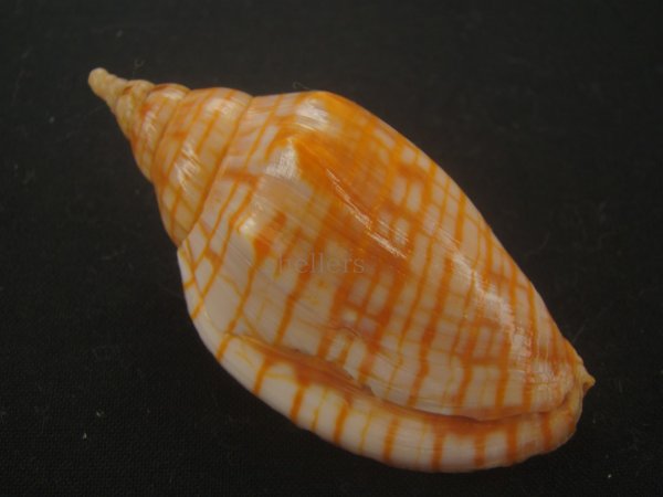 画像2: レンガマキキンスジボラ(Harpulina arausiaca) (2)