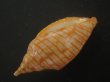画像3: レンガマキキンスジボラ(Harpulina arausiaca) (3)