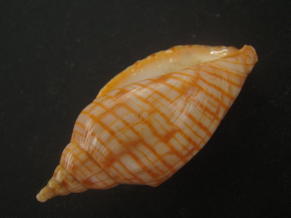 画像3: レンガマキキンスジボラ(Harpulina arausiaca) (3)