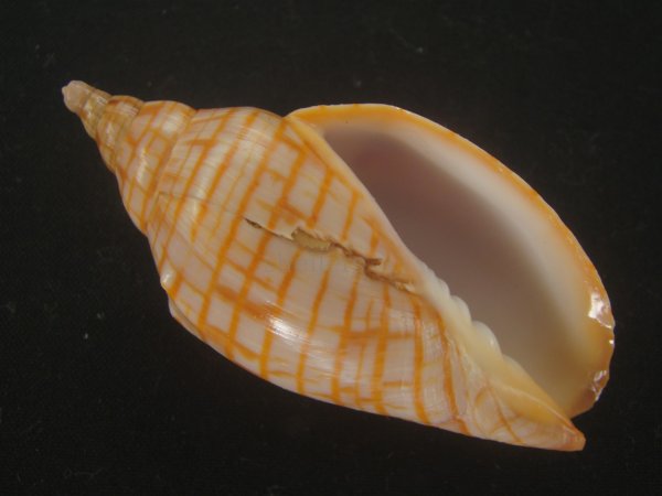 画像1: レンガマキキンスジボラ(Harpulina arausiaca) (1)