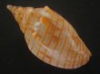 画像2: レンガマキキンスジボラ(Harpulina arausiaca) (2)