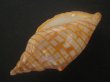 画像3: レンガマキキンスジボラ(Harpulina arausiaca) (3)