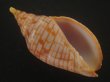 画像1: レンガマキキンスジボラ(Harpulina arausiaca) 濃色 (1)