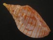 画像2: レンガマキキンスジボラ(Harpulina arausiaca) 濃色 (2)