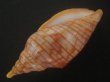 画像3: レンガマキキンスジボラ(Harpulina arausiaca) 濃色 (3)