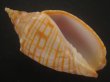 画像1: レンガマキキンスジボラ(Harpulina arausiaca) (1)