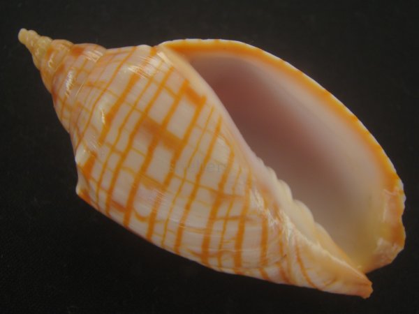 画像1: レンガマキキンスジボラ(Harpulina arausiaca) (1)