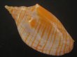 画像2: レンガマキキンスジボラ(Harpulina arausiaca) (2)