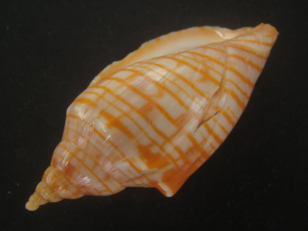 画像3: レンガマキキンスジボラ(Harpulina arausiaca) (3)
