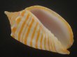 画像1: グレイキンスジボラ(Harpulina arausiaca vexillum) (1)