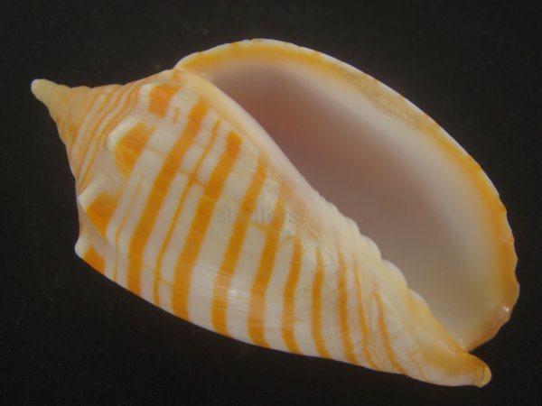 画像1: グレイキンスジボラ(Harpulina arausiaca vexillum) (1)