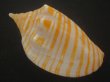 画像2: グレイキンスジボラ(Harpulina arausiaca vexillum) (2)
