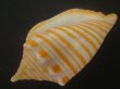 画像3: グレイキンスジボラ(Harpulina arausiaca vexillum) (3)