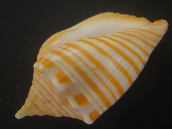 画像3: グレイキンスジボラ(Harpulina arausiaca vexillum) (3)