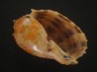 画像1: バライロショクコウラ(Harpa doris) 死殻だけど特美品　濃色 (1)