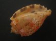 画像3: バライロショクコウラ(Harpa doris) 死殻だけど特美品　濃色 (3)