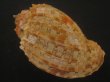 画像2: バライロショクコウラ(Harpa doris) 美品 (2)