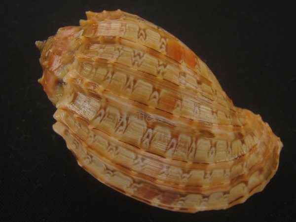 画像2: バライロショクコウラ(Harpa doris) 美品 (2)