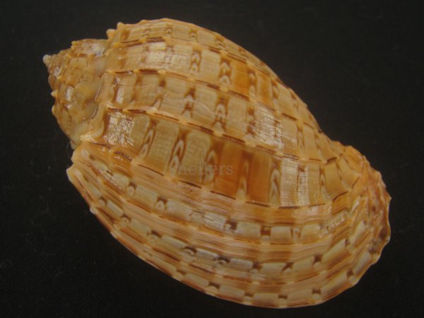 画像2: バライロショクコウラ(Harpa doris) 老成　美品 (2)