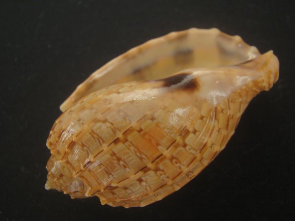 画像3: バライロショクコウラ(Harpa doris) 老成　美品 (3)
