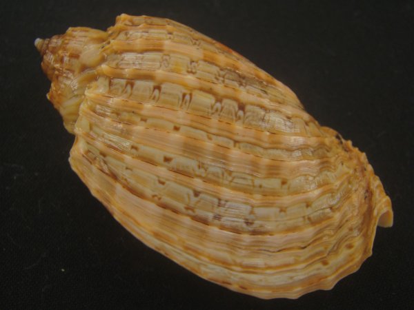 画像2: バライロショクコウラ(Harpa doris) 老成　美品　スレンダーフォーム (2)