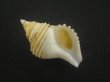 画像1: エトロフエゾボラ(Neptunea costaria) 特美品 (1)