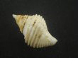 画像2: エトロフエゾボラ(Neptunea costaria) 特美品 (2)