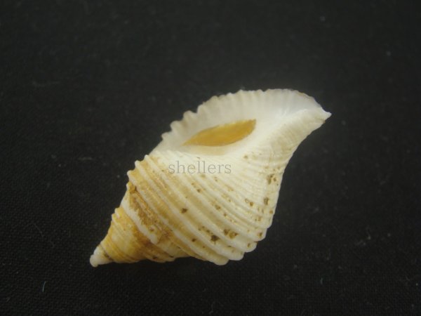 画像3: エトロフエゾボラ(Neptunea costaria) 特美品 (3)
