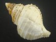 画像2: エトロフエゾボラ(Neptunea costaria) 大　美品 (2)