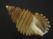 画像1: ワダチバイ(Ancistrolepis grammatus) 小　特美品 (1)