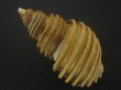 画像2: ワダチバイ(Ancistrolepis grammatus) 小　特美品 (2)