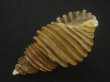 画像3: ワダチバイ(Ancistrolepis grammatus) 小　特美品 (3)
