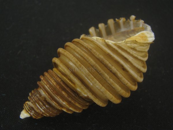 画像3: ワダチバイ(Ancistrolepis grammatus) 小　特美品 (3)