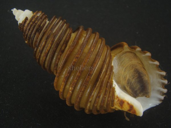 画像1: ワダチバイ(Ancistrolepis grammatus) 小　特美品 (1)