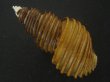 画像2: ワダチバイ(Ancistrolepis grammatus) 小　特美品 (2)