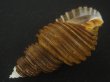 画像3: ワダチバイ(Ancistrolepis grammatus) 小　特美品 (3)