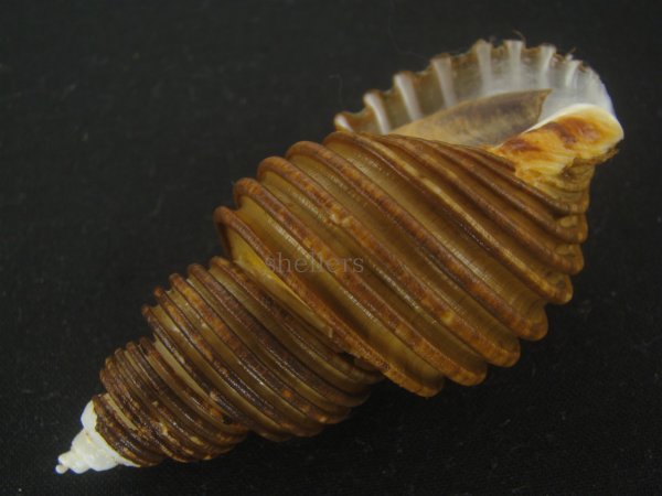 画像3: ワダチバイ(Ancistrolepis grammatus) 小　特美品 (3)