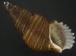 画像1: ヤマザキバイ(Ancistrolepis grammatus yamazakii) 大　特美品 (1)