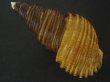 画像2: ヤマザキバイ(Ancistrolepis grammatus yamazakii) 大　特美品 (2)