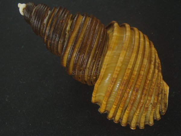 画像2: ヤマザキバイ(Ancistrolepis grammatus yamazakii) 大　特美品 (2)