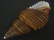 画像3: ヤマザキバイ(Ancistrolepis grammatus yamazakii) 大　特美品 (3)