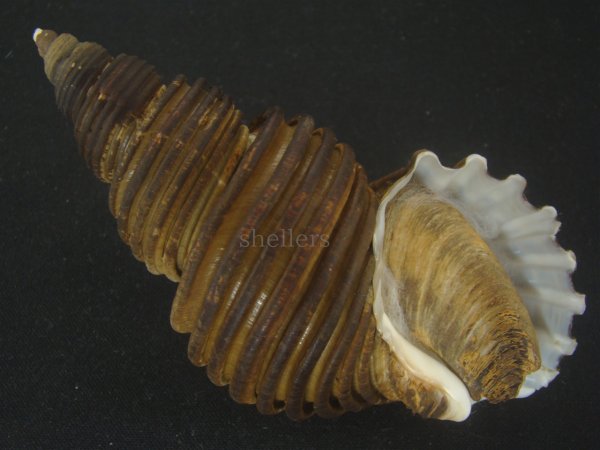 画像1: ヤマザキバイ(Ancistrolepis grammatus yamazakii) 大　特美品 (1)