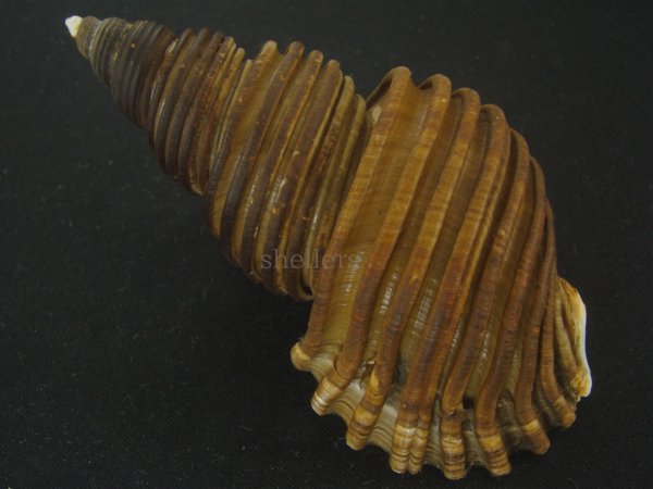 画像2: ヤマザキバイ(Ancistrolepis grammatus yamazakii) 大　特美品 (2)