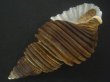 画像3: ヤマザキバイ(Ancistrolepis grammatus yamazakii) 大　特美品 (3)